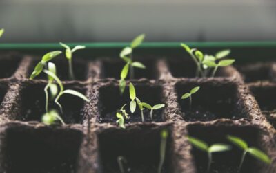 Stratégie Entrepreneuriale Créole : Faire de la Patience un levier de Croissance