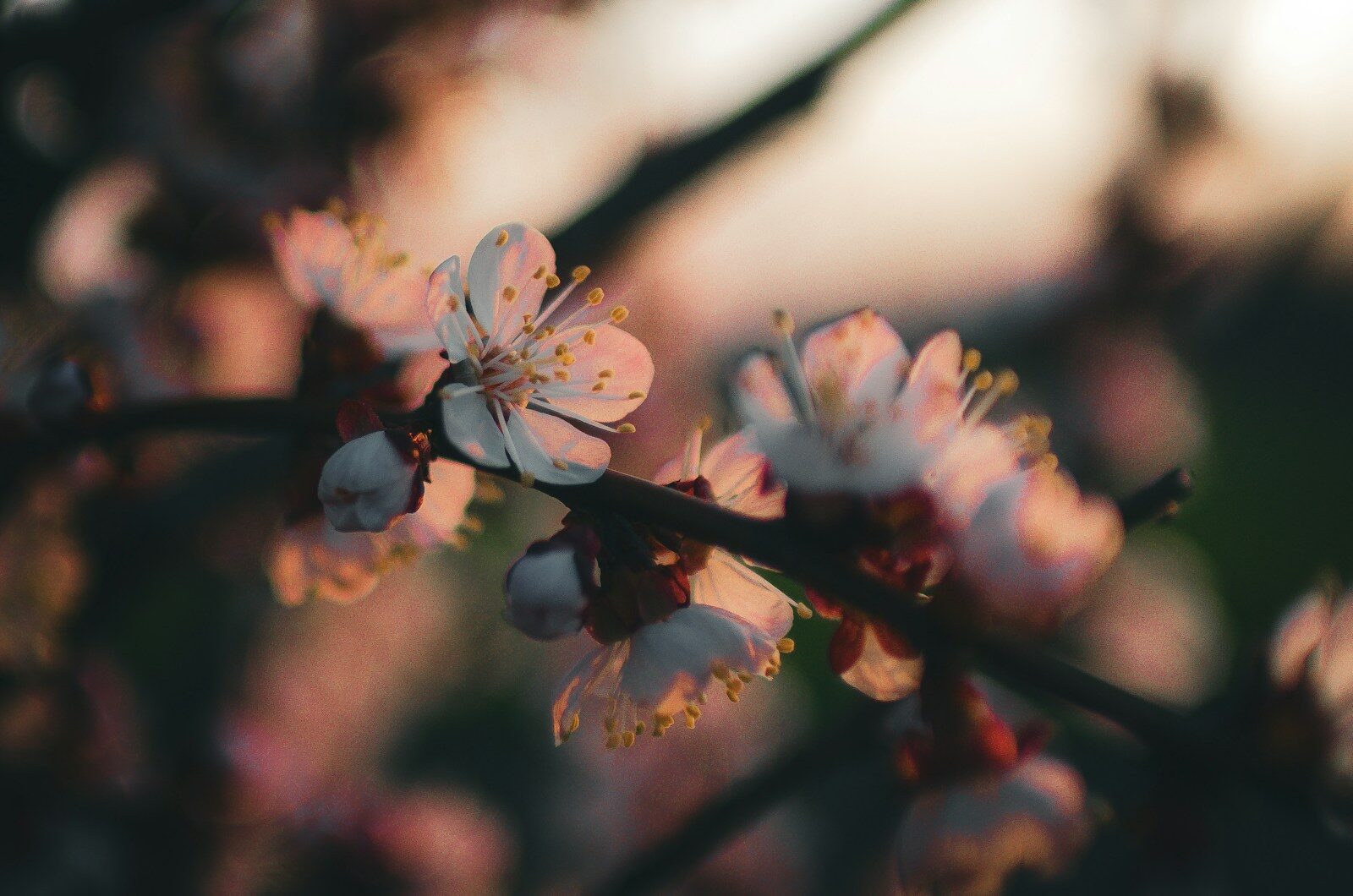 Delicate apricot blossoms on a branch at sunset.